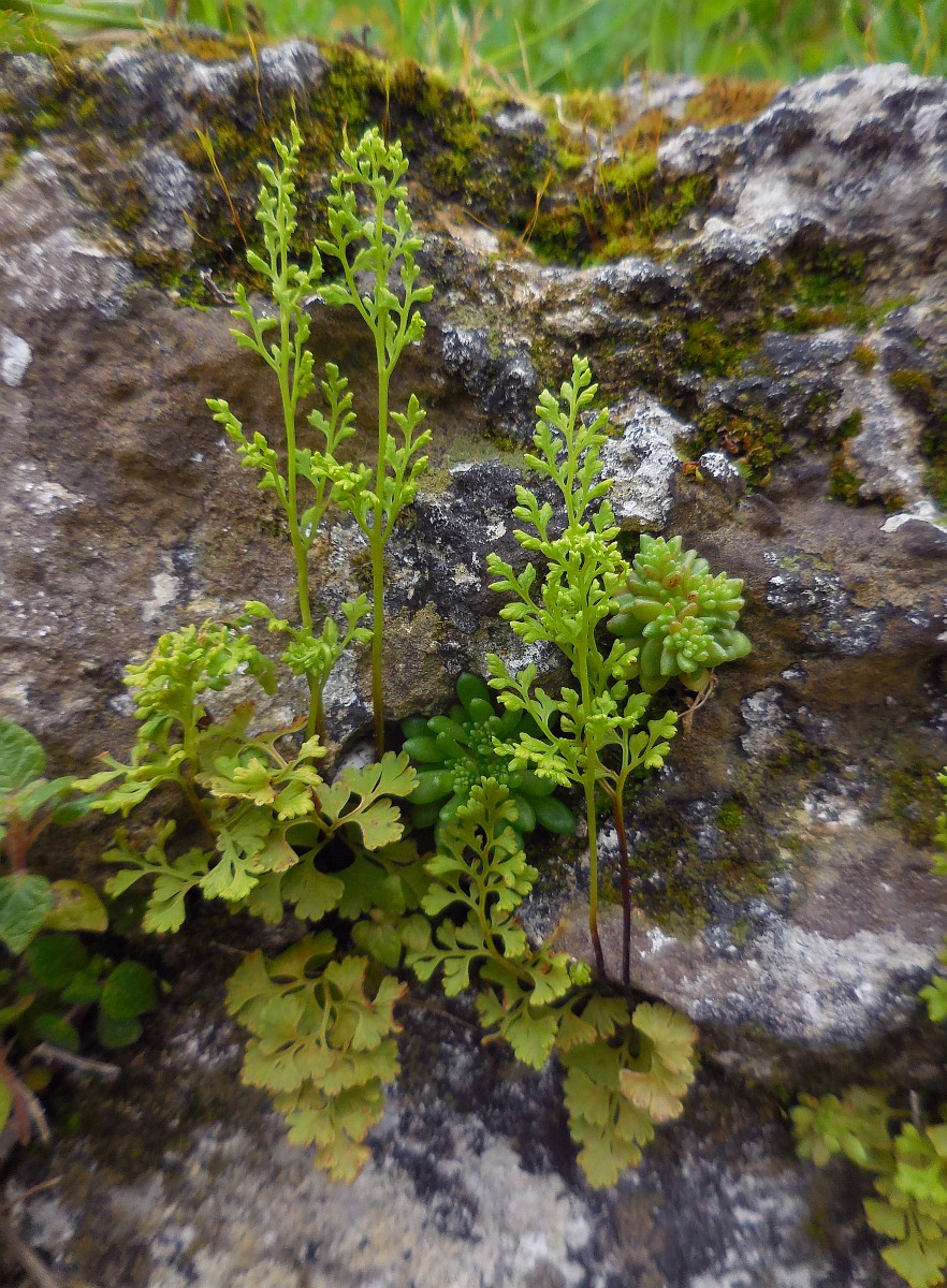 Anogramma leptophylla